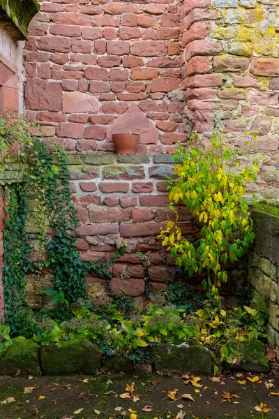 Sarı yapraklı küçük bir ağaç kırmızı tuğla bir duvarın köşesinde büyür. Duvar eski ve üzerinde yosun yetişiyor, ve küçük, terracotta tenceresi bir çıkıntının üzerinde duruyor..