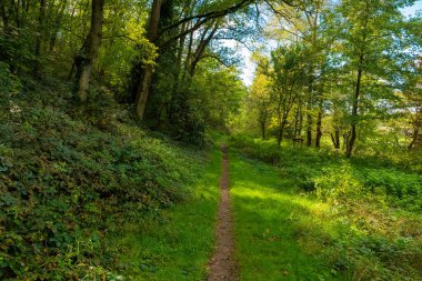 Ağaçların ve çalıların olduğu bir orman yolu. Yol yeşil çimen ve yapraklarla kaplı.