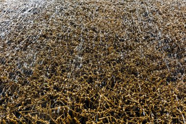 Kahverengi, solmuş çimenler, buzla kaplanmış. Buz beyazdır ve çimlerin ve sapların üzerinde şekillenmiştir..