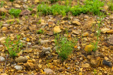Küçük yeşil bitkiler parlak gün ışığında sarı ve kahverengi taşlarla kaplı kayalık bir arazide ilerliyorlar. Bölge kuru görünüyor, hayatta kalma mücadelesi veriyor..