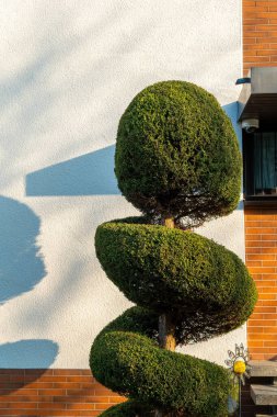 Özenle şekillendirilmiş bir ağaç yukarı doğru kıvrılarak zengin yeşil yapraklar sergiliyor. Pürüzsüz beyaz bir duvar ve dokulu bir tuğla zemin ile çok güzel tezat oluşturuyor, büyüleyici gölgeler yaratıyor..