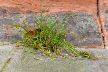 Yeşil çimen kümesi taştan bir kaldırımın çatlaklarında meydan okuyarak büyür ve kentsel bir ortamda doğanın esnekliğini vurgular. Güneş ışığı sahneye enerji katıyor..