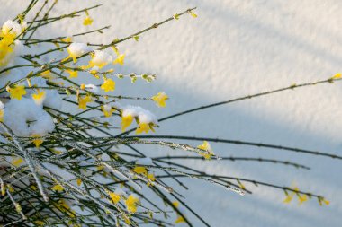 Yellow flowers bloom amidst the snow, showcasing a stunning contrast against the white background. The icy setting reflects the transition of winter to spring. clipart