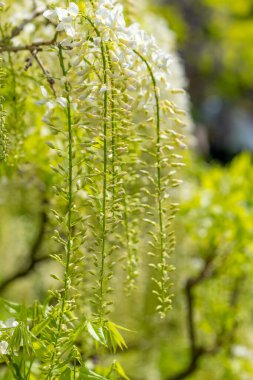 Narin beyaz salkımlar yeşil sarmaşıklardan zarif bir şekilde süzülüp bahar boyunca canlı bir bahçede sakin bir atmosfer yaratır..