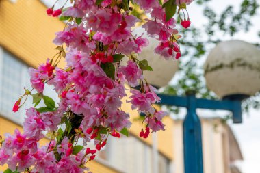 Pembe çiçekler canlı bir şehir bölgesindeki bir sokak lambasına asılarak baharın güzelliğini sergiliyorlar. Sıcak renkler arka plandaki binalarla tezat oluşturuyor..