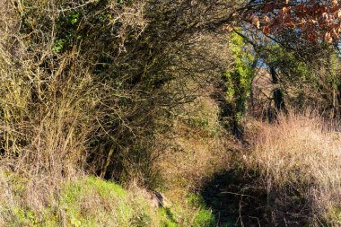 Dolambaçlı bir patika, sık çalıların ve ağaçların arasından geçer ve güneşli çimenli bir alana çıkar. Canlı yeşiller, ilkbaharın erken belirtilerini gösteren kuru otlarla tezat oluşturuyor..