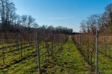 Genç üzüm bağları boyunca uzanır, dalları açık mavi bir gökyüzü ve uzak ağaçların arkaplanına uzanır, tipik ilkbahar mevsiminin erken dönemlerinde.