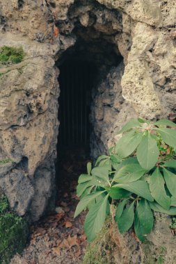 Dar bir açıklık, kısmen yemyeşil yapraklarla kaplı kayalık bir mağaraya açılıyor. Mağaranın karanlığı, girişteki canlı yapraklarla çelişiyor..
