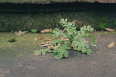 Düşen yapraklar ve enkazlarla çevrili dokulu bir yüzeyden küçük yeşil bir bitki doğuyor. Çevre doğal ve dağınık görünüyor. Bu da büyümedeki esnekliği gösteriyor..