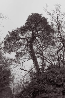 Uzun bir ağaç kayalık çevrenin üzerinde belirgin bir şekilde durur, dalları çoğunlukla bulutlu bir gökyüzüne karşı açıktır. Atmosfer sakin, doğanın sessiz güzelliğini yakalıyor..