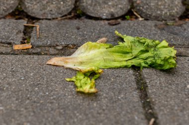 Bir parça solmuş marul, kentsel alandaki bir kaldırım taşının üzerinde duruyor. Yeşiller gri taşlarla tezat oluşturuyor ve şehir çevresindeki çöp sorununu vurguluyor.