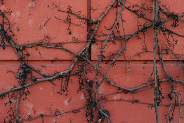 Çarpık sarmaşıklar canlı kırmızı bir duvara tutunarak kentsel mimari ile doğanın esnekliği arasındaki zıtlığı vurguluyor. Bu füzyon şaşırtıcı bir görsel duvar halısı yaratır..