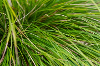 Yumuşak meltemde sallanan çimenlerin titreşimi sakin bir bahçede ılık yaz güneşini yansıtıyor. Doğanın renkleri barışçıl bir atmosfer yaratır..