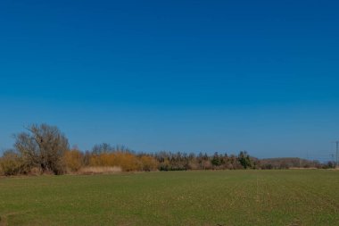 Uçsuz bucaksız bir çayır açık mavi bir gökyüzünün altında uzanır, canlı yeşil çimenler ve öğleden sonra sakin bir doğal manzara yaratan uzak ağaçlar sergiler..