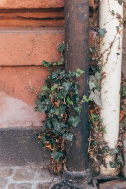 An ivy plant is climbing up two old, rusted metal pipes against a weathered wall. The setting showcases urban decay and the resilience of nature in a bright, daylight atmosphere.