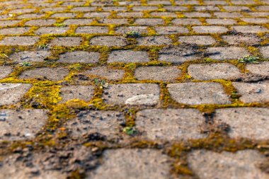 Sunlight filters through trees, highlighting a pathway lined with cobblestones adorned with vibrant green moss. The rustic surface shows signs of age and nature's touch, inviting exploration.