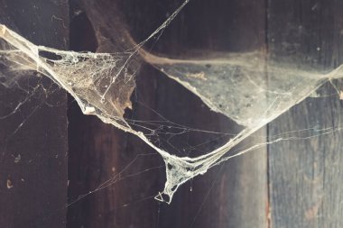 Hassas örümcek ağları, yaşlanmış ahşap bir odanın köşelerine uzanıyor. İhmal edildiğini ve zamanın geçtiğini ima ediyorlar. Toz parçacıkları solmuş ışıkta zarafetle yüzerler..