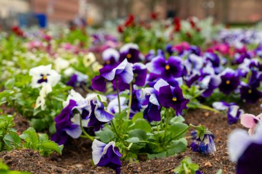 Canlı nonoş çiçekleri yemyeşil bir bahçede mor, beyaz ve pembe renklerin bir karışımını sergiler. Sahne, arka planda hafifçe bulanık şehir binalarıyla baharın güzelliğini yakalıyor..