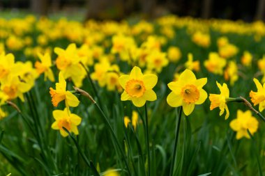 Canlı sarı nergisler bahçeyi dolduruyor, parlak bahar güneşi altında yeşil çimenlerin önünde dimdik duruyorlar. Doğanın güzelliğinin huzurlu ve renkli bir gösterisi..