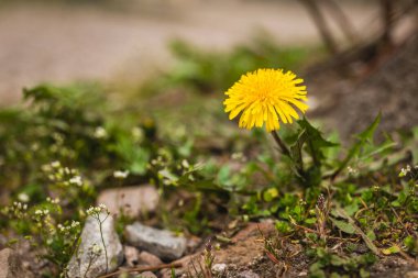 Canlı sarı bir karahindiba yemyeşil ve dağınık taşlardan oluşan bir zemin üzerinde duruyor. Doğal ortam gün ışığında yıkanır, çiçeğin güzelliğini ön plana çıkarır..
