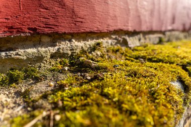Parlak yeşil yosunlar, kırsal kırmızı bir duvarın yanındaki zemini sıcak güneş ışığı altında örterek doğa ve mimari arasındaki huzurlu anı vurgular..