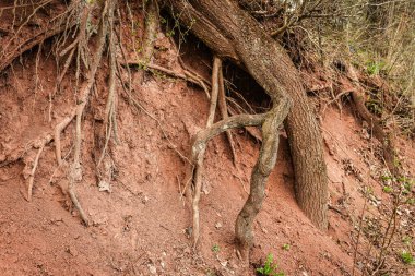 Kalın kökler ağaçtan eğimli bir kıyıda kırmızımsı-kahverengi toprağa kadar uzanıyor. Taze yeşillik, baharın gelişini gösteren bölgeyi çevreledi. Ortalık sakin ve doğal.