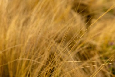 Ilık bir yaz öğleden sonrasında, parlak güneşin altında rüzgarla sallanan uzun altın çimenler doğal güzelliklerle dolu kırsal bir ortamda huzurlu bir atmosfer yaratıyor..