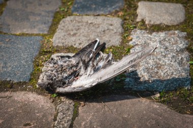 Şehir parkında küçük ölü bir kuş kaldırım taşı patikasında yatıyor. Kuşu çevreleyen çimen ve doğal elementler gün boyunca sakin bir çevreye işaret ediyor..