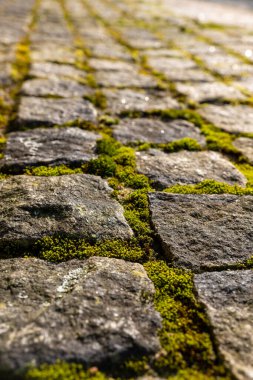 Güneş ışığı yeşil yosun parçalarıyla bezenmiş kaldırım taşlarını nazikçe aydınlatır. Sabahın erken saatlerinde sakin bir atmosfer yaratır..