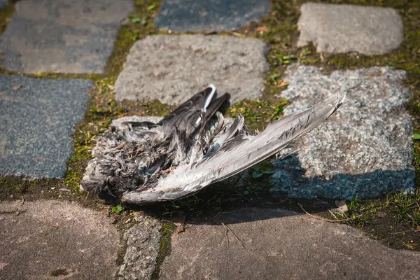 Şehir parkında küçük ölü bir kuş kaldırım taşı patikasında yatıyor. Kuşu çevreleyen çimen ve doğal elementler gün boyunca sakin bir çevreye işaret ediyor..