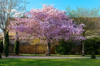 Canlı bir kiraz ağacı yeşil çimenler ve diğer yapraklarla çevrili pembe çiçeklerini sergiler. Gökyüzü parlak ve güneşli, baharın özünü yakalıyor..