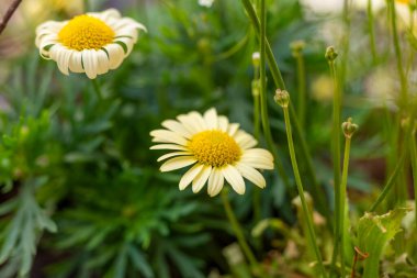 İki canlı papatya yeşil yaprakların arasında sarı merkezlerini ve beyaz yapraklarını sergiliyor, sakin bir bahçede gün ışığını emiyorlar..
