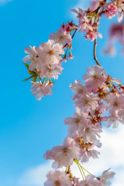 Kiraz çiçeklerinin canlı bir dalı parlak mavi bir gökyüzünün altında yumuşak pembe çiçek kümeleri sergiler. Sahne, ilkbaharın güzelliğini, hayranlığı ve sükuneti çeker..