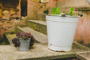 İki metal saksısı yıpranmış taş basamaklara oturur. Biri canlı yapraklı yeşillikleri tutarken, diğeri küçük sulu bir bitkiyi barındırıyor. Doğal ortam kırsal bir cazibe yayıyor..