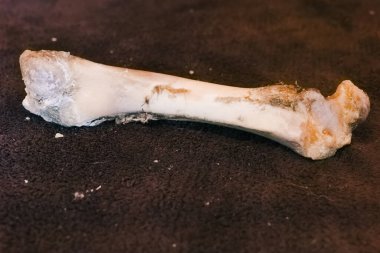 Bir paleontolog, uzak bir kazı alanında fosilleşmiş bir dinozor kemiği buldu. Kazılar yaz aylarında meydana geliyor ve çökeltilere gömülü antik kalıntıları ortaya çıkarıyor..