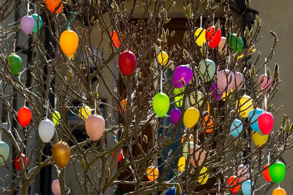 Parlak renkli dekoratif yumurtalar çorak bir ağacı süslüyor, bahar ve Paskalya festivallerinin gelişini kutluyorlar. Canlı renkler doğal ortamla çok güzel tezat oluşturuyor..