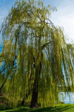 Yeşillik bir söğüt ağacı gururla durur, çağlayan yeşil yapraklarla, ılık meltemde hafifçe sallanarak. Sakin göl, günün canlı renklerini yansıtıyor ve huzurlu bir atmosfer yaratıyor..