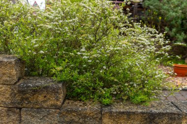 Bereketli yeşillikten gelen narin beyaz çiçekler, sakin bir bahçe ortamındaki yıpranmış taş bir duvarın üzerinde gelişiyor. Sakin atmosfer rahatlamak için davet edici bir alan yaratır..