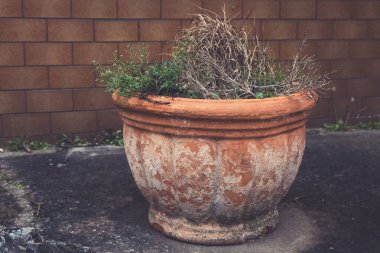 Kırsal bir terracotta tenceresi, kurutulmuş otlar ve yeşilliklerle dolu dokulu bir duvara dayanır. Solan gün ışığı yumuşak gölgeler bırakır, şehir bahçesi atmosferine derinlik katar..