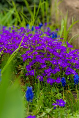 Parlak mor çiçekler fışkırıyor, yemyeşil toprağı halılarla kaplarken mavi çiçekler içinden bakıyor. Güneş ışığı, baharda doğanın dingin güzelliğini aydınlatan sahneyi okşar..