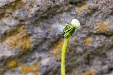 Tek bir karahindiba başı zarif bir şekilde dokulu bir kaya zeminine karşı duruyor ve ince tohumlar hafif bir esintide yolculuklarına başlıyorlar. Doğanın güzelliği samimi bir anda ortaya çıkar..