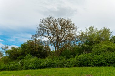 Görkemli bir ağaç, bereketli yeşil bir manzaranın ortasında gururla durur. Etrafı yemyeşil yapraklarla ve beyaz bulutlarla kaplı, geniş mavi bir gökyüzü, baharın yenilenmesinin özünü yakalar..