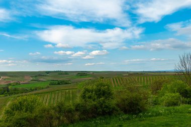 Bereketli yeşil üzüm bağları, parlak bir gökyüzünde kabarık bulutlar tarafından kucaklanan yuvarlanan tepeler boyunca uzanıyor. Kırsal kesim doğayla iç içe, sakin bir tarım manzarası sergiliyor..