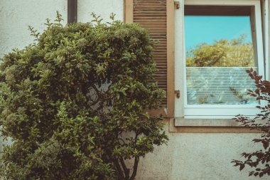 Güneş ışığının camda dans ettiği tuhaf bir pencerenin yanında canlı bir çalı gelişir. Sahne, huzurlu bir bahçede doğanın güzelliğini ve sükunetini yakalıyor..