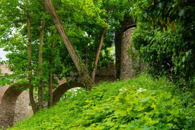 Yükselen ağaçların ve canlı yaprakların arasında antik bir taş duvar dirençli duruyor. Güneş ışığı filtreler, keşif ve yansıma için mükemmel sakin bir atmosfer yaratır..