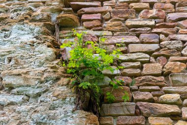Yaşlanmış taşların arasında, canlı yeşil yapraklar ortaya çıkar, bu da doğanın insan yapımı yapıları geri almaktaki esnekliğini gösterir. Güneş ışığı, yaşamın güzelliğini vurgulayan ve çürüyen sıcak tonlar yayar..