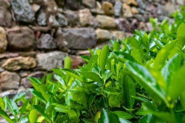 Parlak yeşil yapraklar, engebeli bir taş duvarın yanında gelişerek doğanın barışçıl özünü özetliyor. Güneş ışığı canlı renkleri vurgular, uyumlu bir atmosfer yaratır..