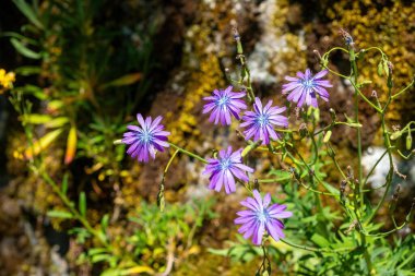 Narin mor kır çiçekleri sıcak güneş ışığıyla aydınlanan kayalık topraktan zarifçe yükselir. Çevreleyen yeşillik, bahar aylarında sakin bir dağda güzelliklerini artırır..