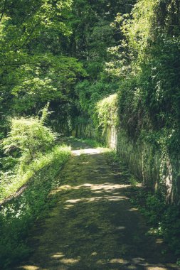 Huzurlu bir yol canlı yeşillikler arasında dolaşır, yaprakların arasından geçen benekli güneş ışığı filtreleri, sakin bir yürüyüş ya da doğa keşfi için mükemmel huzurlu bir atmosfer yaratır..