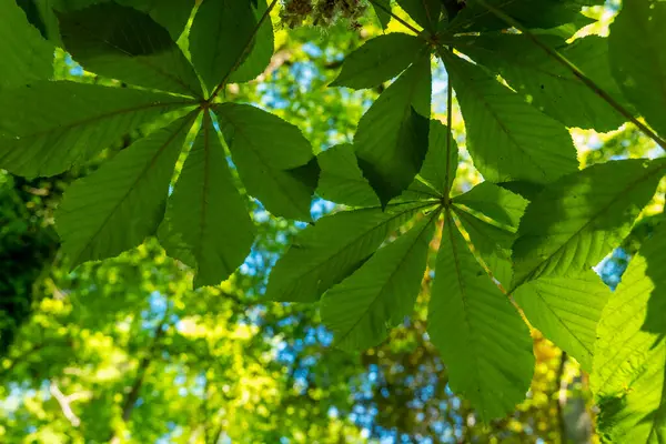 Huzurlu bir orman ortamında, parlak yeşil yapraklar gölgelikten süzülen güneş ışığını yakalar. Sakin atmosfer, mükemmel bir yaz öğleden sonrası boyunca doğanın güzelliğini vurgular..